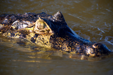 Jacare Caiman in Rio Cuiaba, Pantanal, Brazil.