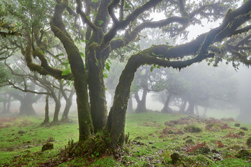 Shot of a foggy forest in Madeira, Portugal
