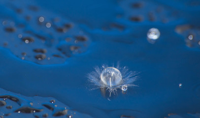 Fototapeta na wymiar водяная перла