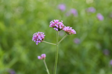 Big Closeup,Purpletop vervain flowers in the garden of King Rama IX park in Thailand