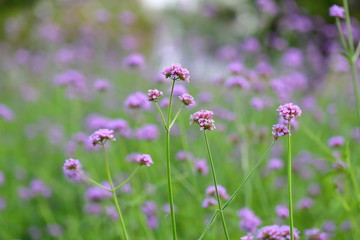 Closeup,Purpletop vervain flowers in the garden of King Rama IX park in Thailand
