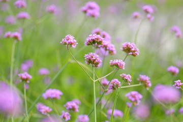 Big Closeup,Purpletop vervain flowers in the garden of King Rama IX park in Thailand