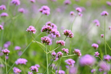 Big Closeup,Purpletop vervain flowers in the garden of King Rama IX park in Thailand