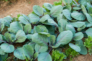 Thai Organic green lettuce vegetable plant in Garden farm for agriculture concept.