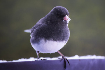 Dark Eyed Junco Standing in Snow with Snow on Beak, 