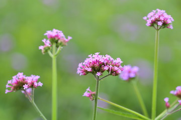 Fototapeta premium Big Closeup,Purpletop vervain flowers in the garden of King Rama IX park in Thailand