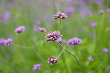 Big Closeup,Purpletop vervain flowers in the garden of King Rama IX park in Thailand