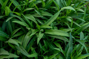 Kale fresh vegetable on garden in organic farm, Thailand.