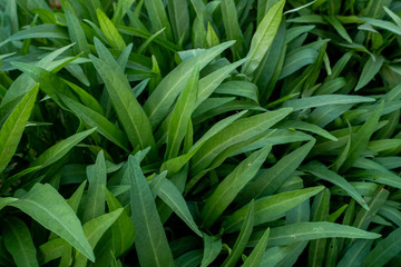 Fototapeta premium Kale fresh vegetable on garden in organic farm, Thailand.