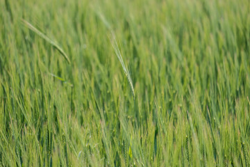 Obraz premium Solid green background of young cereal crops