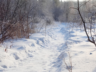 A winter day, a deserted path in the forest, stretching away into the distance. Christmas. Russian winter.