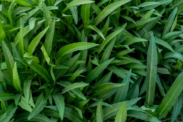 Fototapeta premium Kale fresh vegetable on garden in organic farm, Thailand.