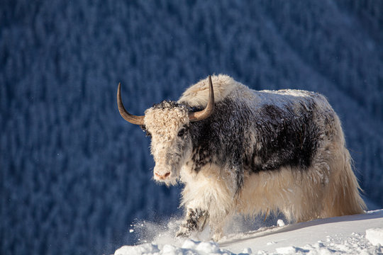 Wild yak in the mountains of Nepal