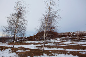 Beautiful winter landscape. Mountainous area. The cold beauty of winter nature. Textured tree with thin branches on a snow-covered plain. 