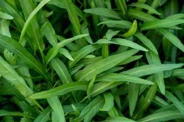 Kale fresh vegetable on garden in organic farm, Thailand.