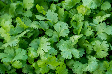 Organic Green Coriander in vegetable garden, Thai herb.