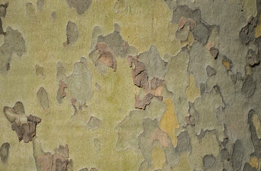 Sycamore bark texture