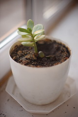 Small money tree flower in a white pot on a windowsill.
