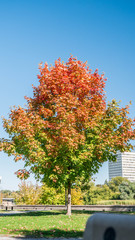 Naklejka premium Fall