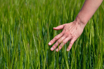 Touching the green shoots of unripe cereal crops on the field in the summer