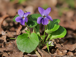 wildes Veilchen mit violetten Blüten im Laub am Waldboden