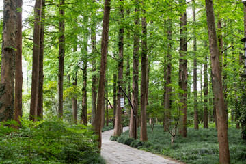 China Hangzhou Stadt und Teeplantage 