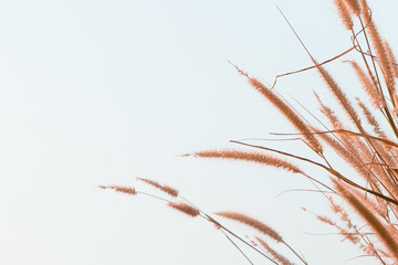 Beautiful African fountain flower blooming grass field with blurry background in the morning