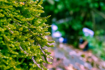 tree leaves in focus