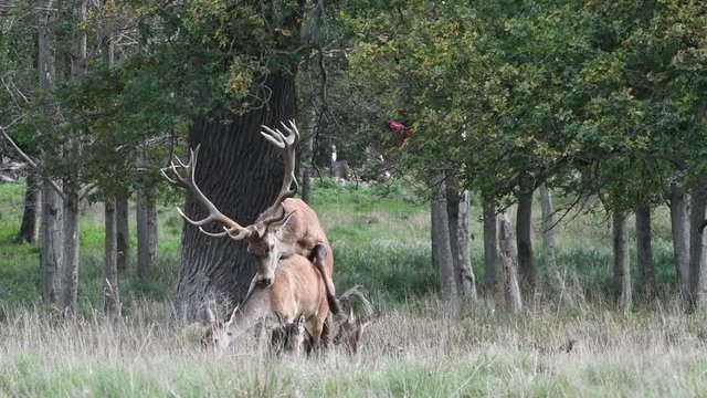 Red deer (Cervus elaphus) stag mounting doe / female in heat in forest during the rut in autumn / fall