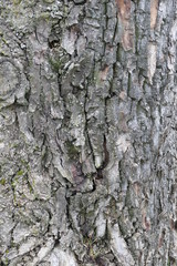 bark of a tree