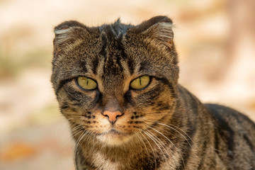 close-up portrait of a wild cat