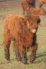 highland calf on a background