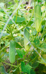 Cucumber growing in field vegetable for harvesting.