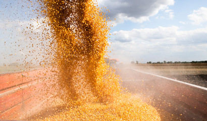 Unloading corn maize seeds.