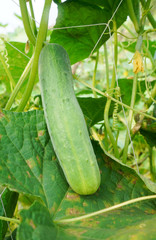 Cucumber growing in field vegetable for harvesting.