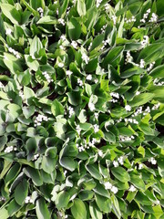 Blooming lilies of the valley illuminated by the sun.