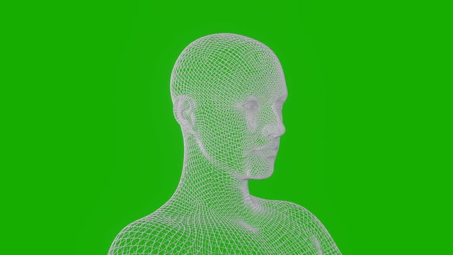 A bust of human - head and sholders - man or woman in 3D wire-frame is turning on green screen background - infinite loop