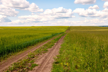 Fototapeta na wymiar a field road leading to the horizon on a cloudy sky