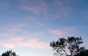 Fototapeta na wymiar Tree branches on a background of pink cirrus clouds