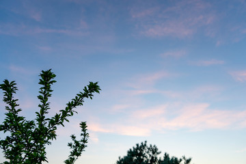 Tree branches on a background of pink cirrus clouds