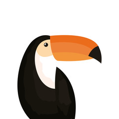 toucan animal exotic isolated icon