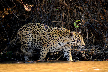 Fototapeta na wymiar Jaguar female on Rio Cuiaba riverbank, Porto Jofre, Brazil.