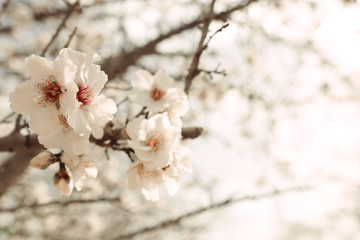 Obraz premium background of spring cherry blossoms tree. selective focus