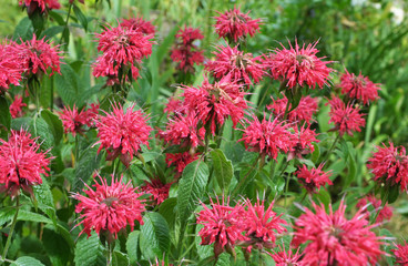 In the garden red flowers in bloom monarda