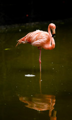 flamingo in zoo