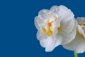 Narcissus flower close up on classic blue backdrop. Spring mood. Greeting card for easter holiday. Botanical. Garden season. White and yellow color.