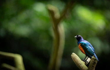 Fototapeta premium bird on a branch