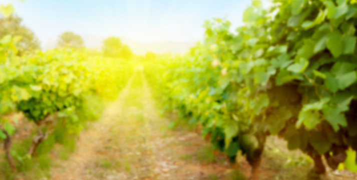 Blurred backdrop with sunny landscape of vineyard