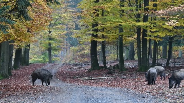 Wild boar (Sus scrofa) sounder with piglets foraging in autumn forest by digging with snout in leaf litter in search for beech nuts