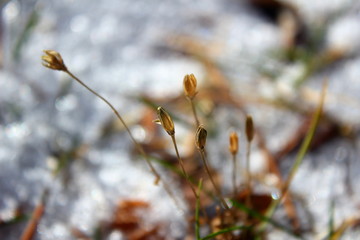  plant life in winter